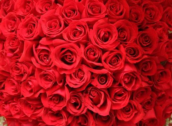 正文玫瑰花不单单是代表着浓浓的爱意,更是有分手的意味在其中.