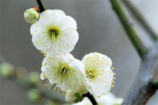> 正文 在梅花中还有着照水梅这一品种,其多生长在云南,以腾冲地区