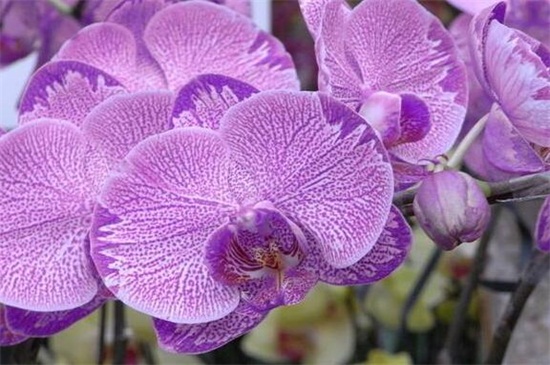品种的生长习性不同,菲律宾蝴蝶兰的耐寒性比较强,它的花瓣是棕褐色的