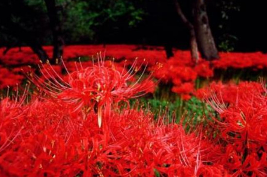 血红色的花色代表着绝望的爱,正如彼岸花的花和叶一样,永远无法相见.