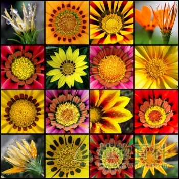 10种最美的花，你知道多少个品种？