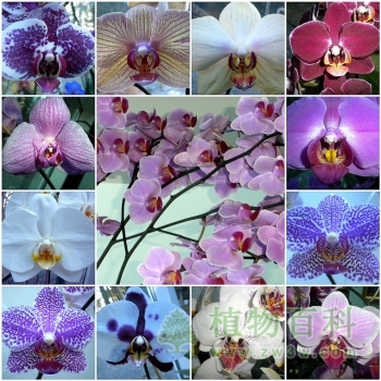10种最美的花，你知道多少个品种？