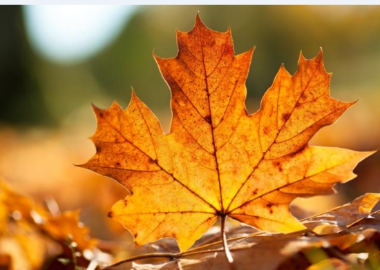 秋天树叶变黄的原因:秋天到来叶绿素被分解