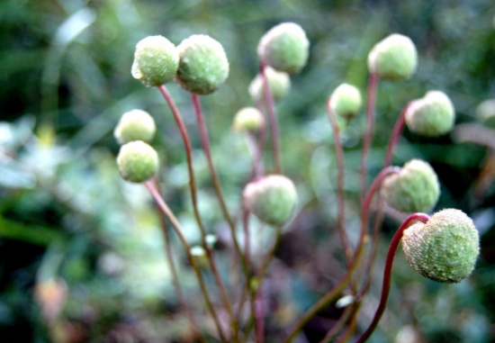 什么是野棉花:是毛茛科银莲花属的植物
