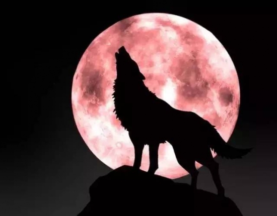 14,狼在嚎叫时并不是在朝月亮嚎