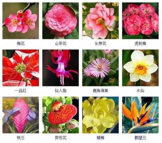 冬季开花的植物有哪些:茶花,虎刺梅,一品红