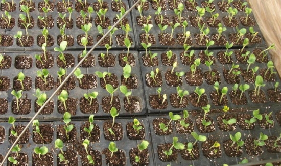 西瓜种子种植:播种一般在3~5份进行,但以3月份最佳