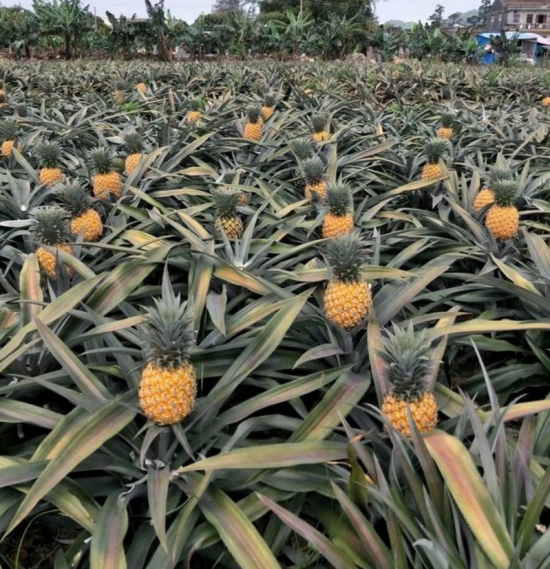 菠萝长在哪里:菠萝为多年生草本植物,植株高一般在一米以下果实长在