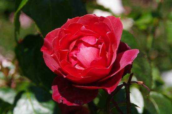 33朵红玫瑰的花语