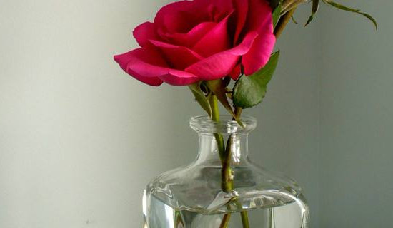 花瓶里的花怎么养