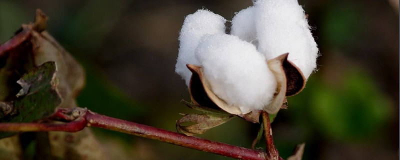 棉花是什么植物 花语网