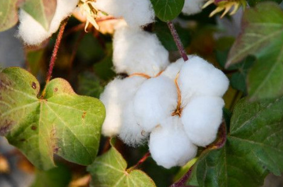 棉花的生长过程