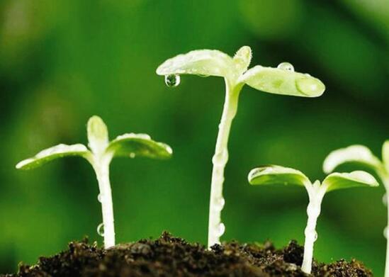 植物种子人工催芽的方法有那些 花语网