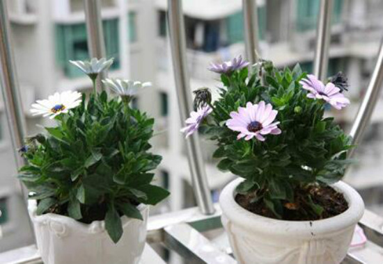 蓝目菊的养殖方法，4个步骤帮你养出美丽的蓝目菊
