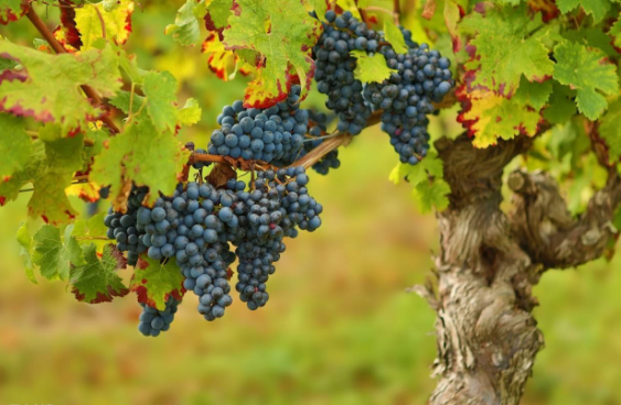 葡萄怎样种能有效提高产量