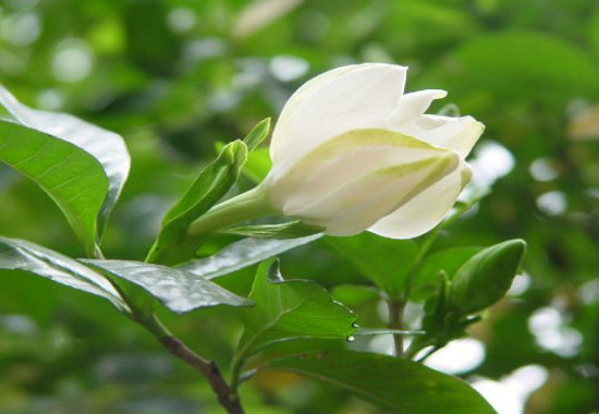 盆栽栀子花的养殖方法和注意事项，6个步骤教你养出美丽的栀子花