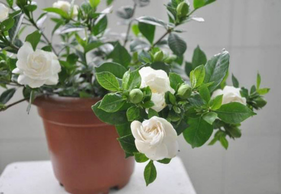 盆栽栀子花的养殖方法和注意事项，6个步骤教你养出美丽的栀子花