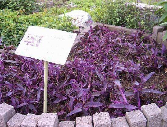 紫鸭跖草的养殖方法：浇水应做到“不干不浇，浇则浇透”