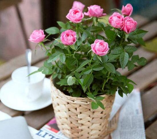 盆栽迷你玫瑰花怎么养，家庭如何养盆栽玫瑰花