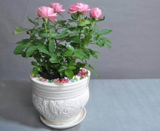 盆栽迷你玫瑰花怎么养，家庭如何养盆栽玫瑰花
