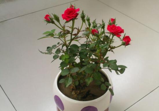 盆栽玫瑰花怎么浇水，玫瑰花的花瓣能淋水吗