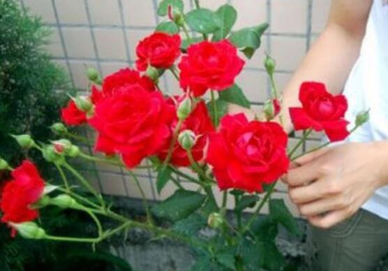 盆栽玫瑰花怎么浇水，玫瑰花的花瓣能淋水吗