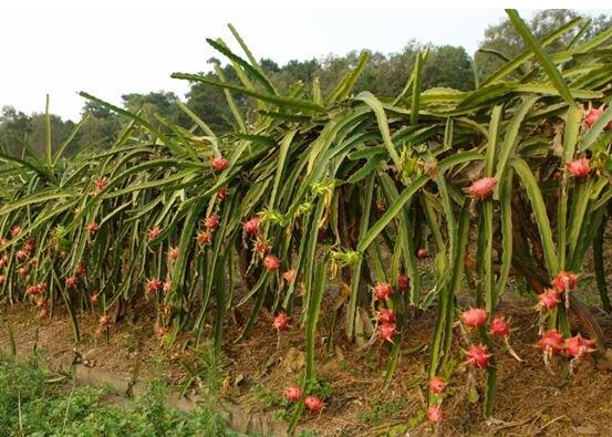 火龙果的种植方法：喜温暖潮湿，光照充足的环境