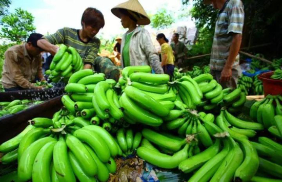 植物科普|香蕉采收为什只摘青色的