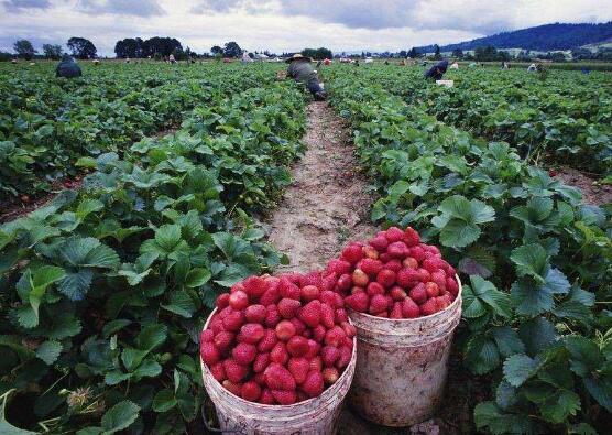 草莓什么时候种：一年四季都可以栽种，春季栽种品质最佳