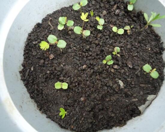 盆栽含羞草的养殖方法，6个步骤教你养出一盆可爱的含羞草