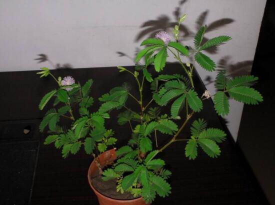 盆栽含羞草的养殖方法，6个步骤教你养出一盆可爱的含羞草
