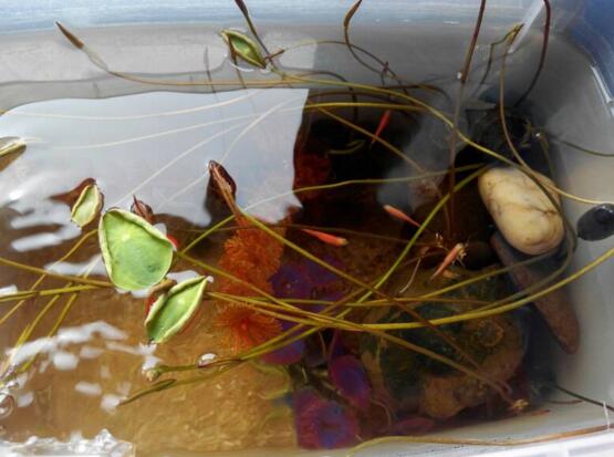 碗莲可以种在鱼缸里吗，不可以(会导致鱼类死亡)