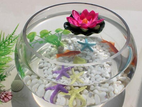 碗莲可以种在鱼缸里吗，不可以(会导致鱼类死亡)