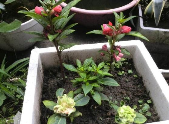 茶花凤仙的养殖方法：适合春天播种的花
