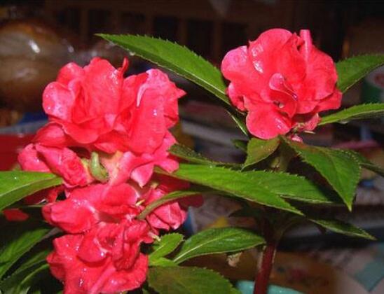 茶花凤仙的养殖方法：适合春天播种的花