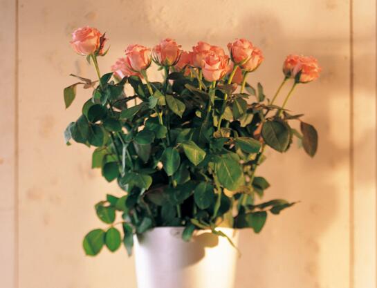 玫瑰花花期怎么延长，适当施肥及时遮阴可延长至一个月