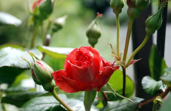 玫瑰花单支怎么修剪 玫瑰花怎么修剪放花瓶 花语网