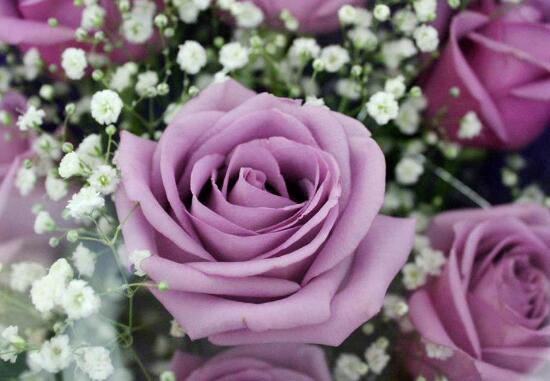 玫瑰花有哪些颜色，11种玫瑰花颜色代表的含义