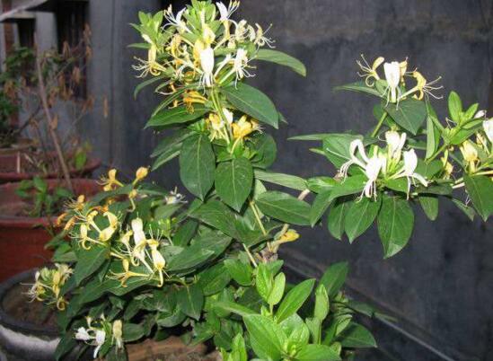 盆栽金银花的种植方法，只需5个步骤就能种出美丽的金银花