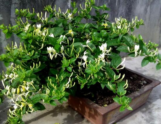 盆栽金银花的种植方法，只需5个步骤就能种出美丽的金银花