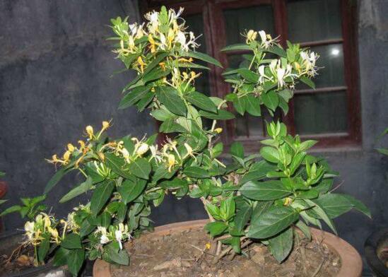 盆栽金银花怎样过冬，五种方法让你的金银花安全过冬