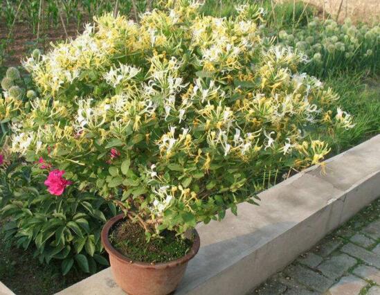 盆栽金银花怎样过冬，五种方法让你的金银花安全过冬