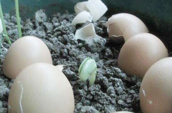 生鸡蛋可以做花肥料吗，可以(生鸡蛋液发酵后1:10兑水浇花)