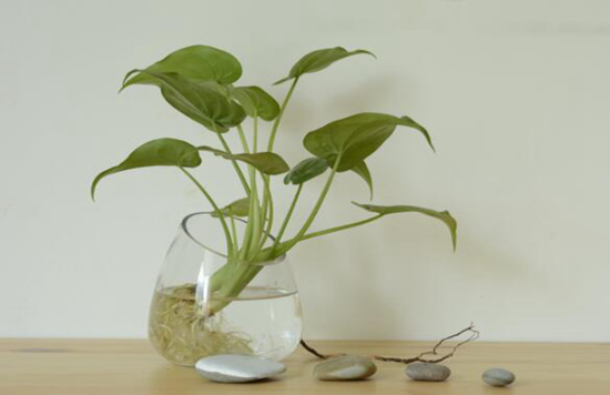 植物科普|植物对水的利用原理