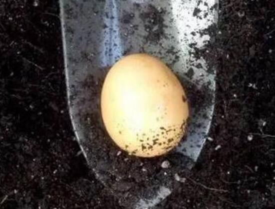 生鸡蛋埋在花盆里好吗，整个鸡蛋埋在土里养花好吗
