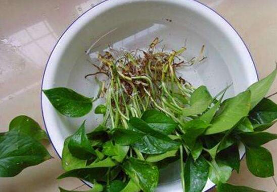 水培绿萝加白糖能生根，白糖兑水1:9浸泡插枝能快速生根