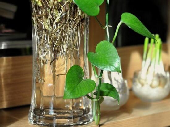水培绿萝加白糖能生根，白糖兑水1:9浸泡插枝能快速生根