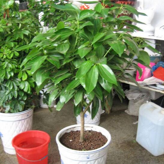 平安树施什么肥料好，氮磷钾肥促进生长(春秋两季施肥)