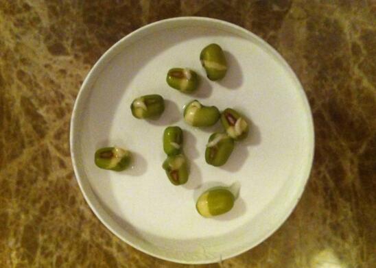 绿豆芽怎么生，只需简单4步就能生出吃不完的绿豆芽