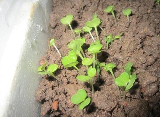 种子催芽方法五种方法，手把手教你种子快速发芽的方法